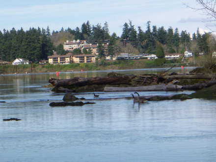 The Willamette River at the end of the trail draws wildlife